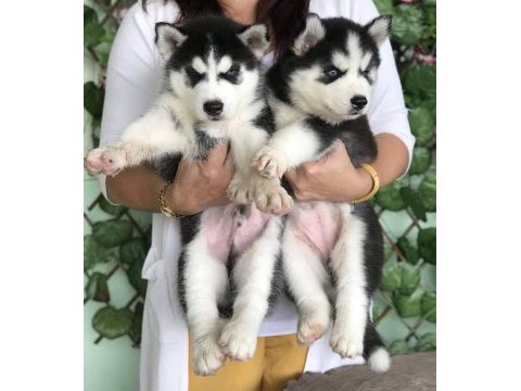 Husky sibirya yavruları