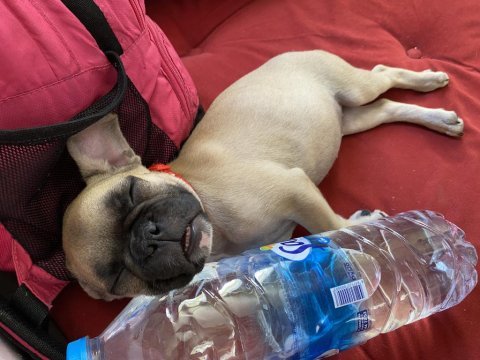 Yavru french bulldog