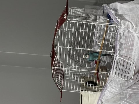Konuşan muhabbet kuşu uygun