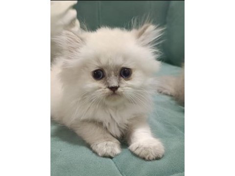 Golden british shor-longhair blue point
