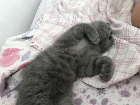 Kızımın alerjisi olduğu için british shorthair