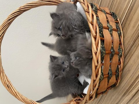 Sağlıklı british longhair