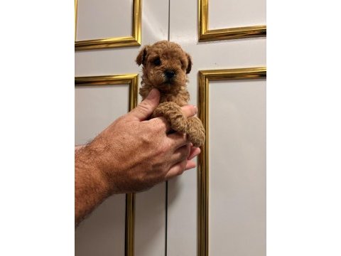 Toy poodle yavrularimiz
