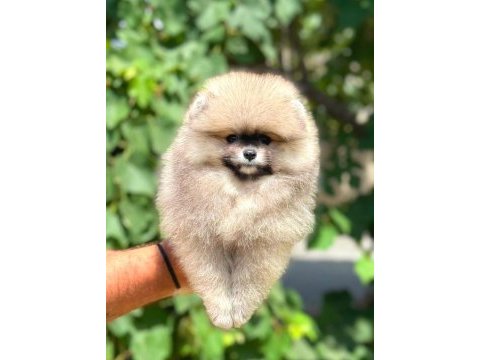 Pomeranian yavrularımız
