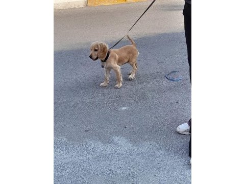 5 aylık sevimli cocker