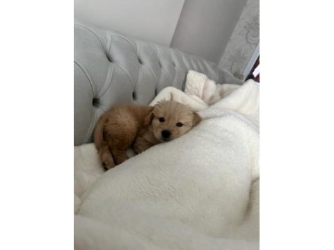 Golden retriever baby face