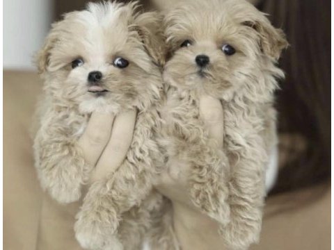Maltipoo safkan