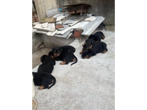Rottweiler köpekler