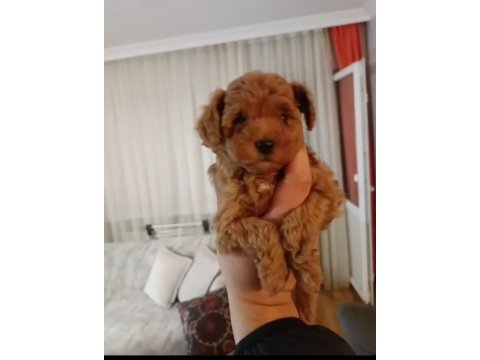 Mükemmel kalitedeki poodle yavrularımız