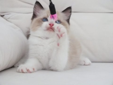 Full şecereli ragdoll yavruları