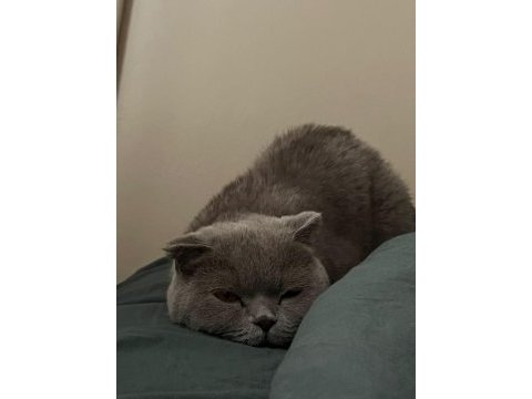 Scottish fold kedimiz 2 yaşında