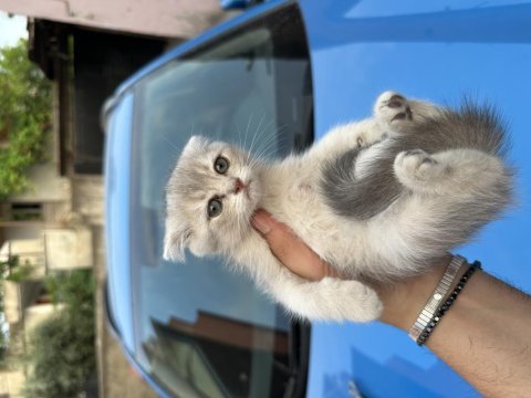 British shorthair yavrularım