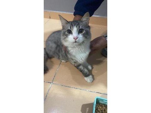 Sibirya orman kedisi 4 aylık erkek