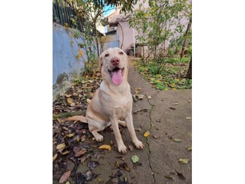 Latte kızımıza (labrador) yuva aranıyor