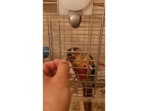 Çift konur papağanı