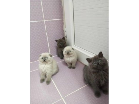Scottish fold yavrular