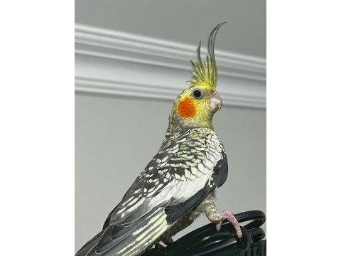 Erkek pearl evcil yavru sultan