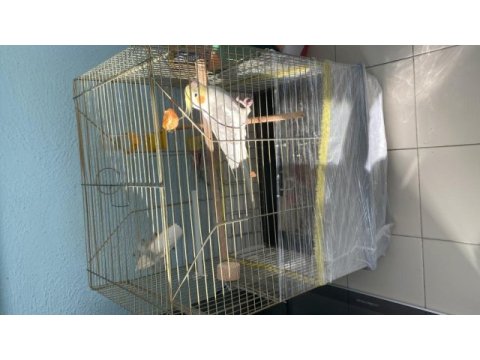 2 adet 5-6 aylık sultan papağanı