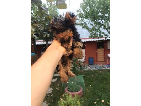 Terrier yorkshire yavrularımız tüm illere