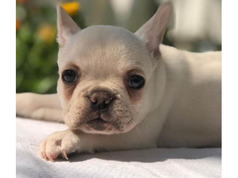 Ankara exotic french bulldog