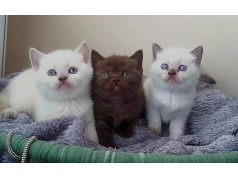 Çikolata ve çikolata point british shorthair ponçiklerim