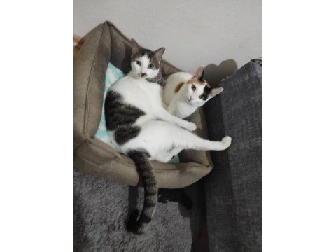 Evsiz bırakmayın tekir kediyi