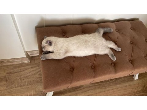 3 aylık tosun paşam british shorthair