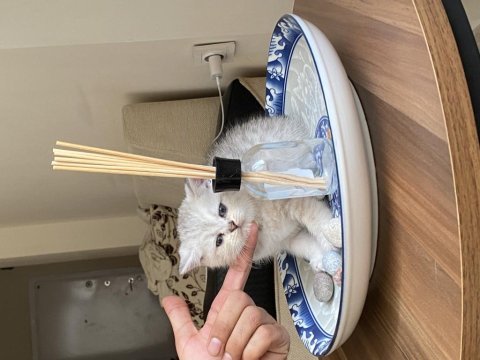 Chinchilla yavrularımız yeni ailelerini bekliyorlar