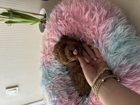 Ev doğumu toy poodle bebiş