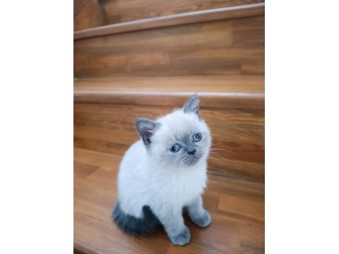 Erkek blue point cinsi erkek 3.5 aylık british shorthair