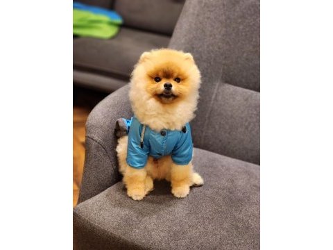 Teddy bear erkek pomeranian boo üst kalite