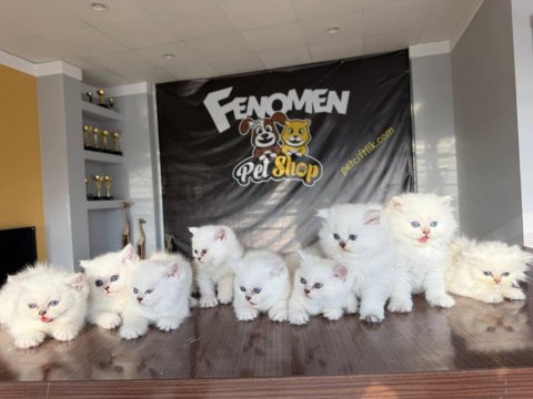 Kedi dünyasından renk renk brıtısh yavrular ankara