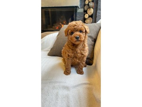 Red brown toy poodle yavruları istanbul