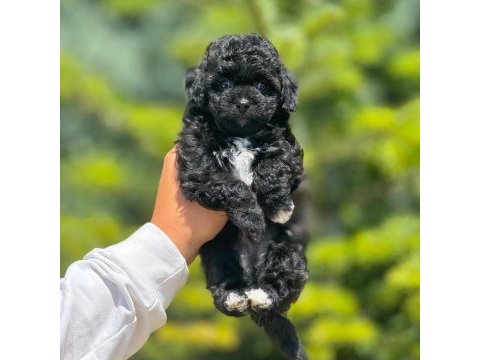 Benimle tanışmadın mı hala maltipoo