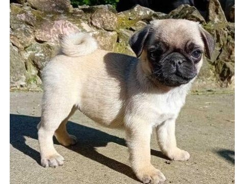 Harika pug bebekler