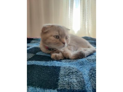 2 yaşında scottish fold