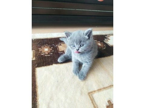 07.04.2023 doğumlu british shorthair yavrular