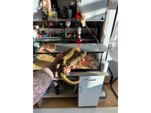 Uromastyx geyri - uromastyx dispar flavifasciata