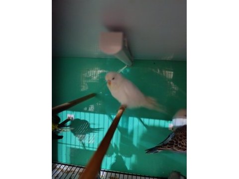 Jumbo kırmızı göz muhabbet kuşu yavru