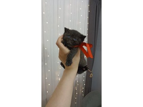 Pofuduk british shorthair bebekler