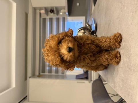 Erkek toy poodle