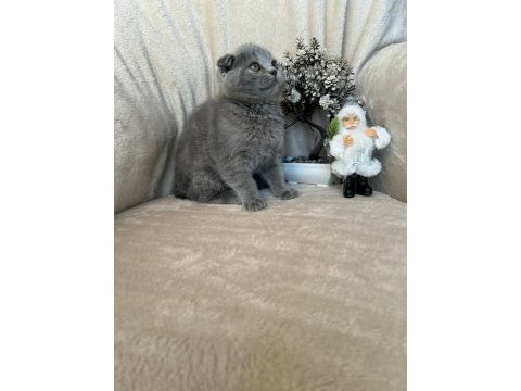 Scottish fold dişi erkek yavrular