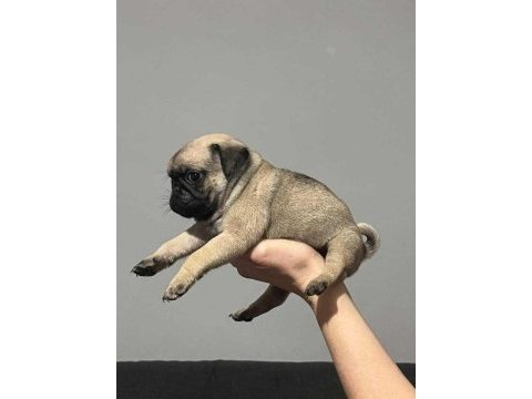 Safkan kalite pug