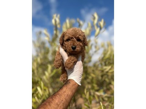 Üst kalite dişi erkek toy poodle yavrular