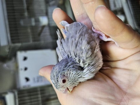 Yeni yeme düşecek forpus bebekler