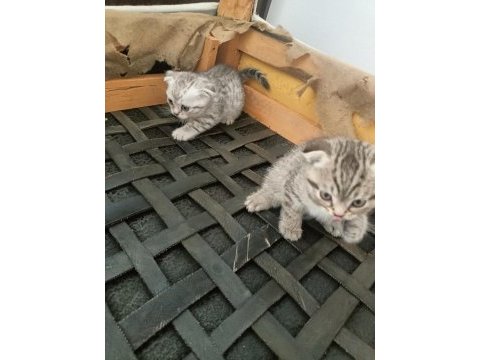 16 nisan doğumlu yavrular scottish fold