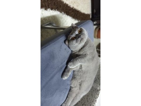 Uysal ve sevimli british shorthair kedimiz cindy