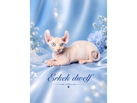 Dwelf, elf, bambino ve normal kanada sfenks yavrular