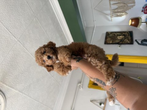 Uygun şartlarda toy poodle dişi