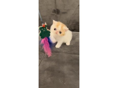 Şampiyon snoopy babanın snoopy oğlu kedimiz